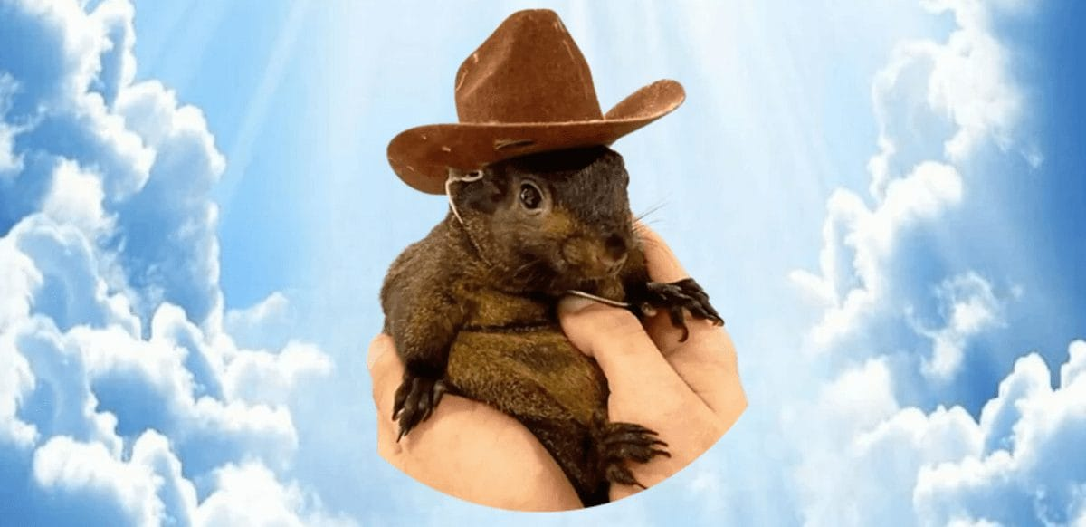 The Pnut - a squirrel wearing a cowboy hat